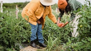 Reshaping local food systems to thrive and adapt